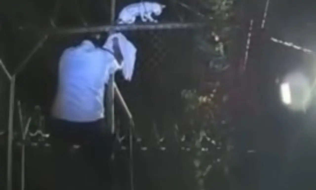  El gato fue visto rondando el penal. 