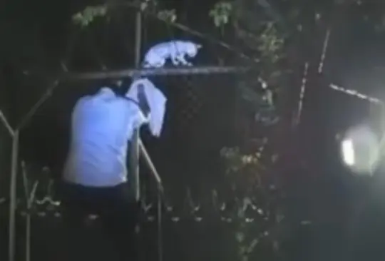 El gato fue visto rondando el penal. El gato fue visto rondando el penal.
