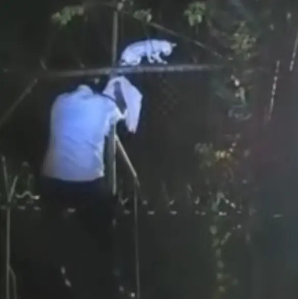 Capturan a “narcomichi”, gato que ingresaba droga a un penal