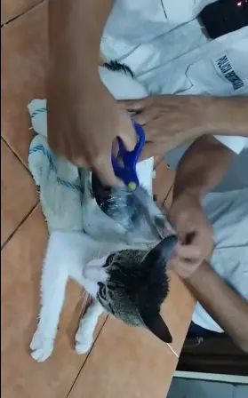Los narcotraficantes pasar inadvertidos utilizando un animal como Facebook.