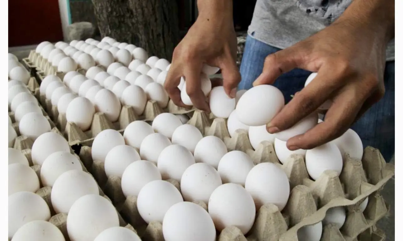  México frena importación de pollo y huevo por brote de gripe aviar H5N1 