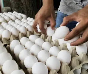 México frena importación de pollo y huevo por brote de gripe aviar H5N1