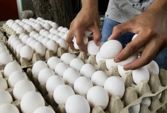 México frena importación de pollo y huevo por brote de gripe aviar H5N1 México frena importación de pollo y huevo por brote de gripe aviar H5N1