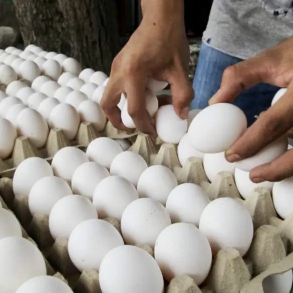México frena importación de pollo y huevo por brote de gripe aviar H5N1