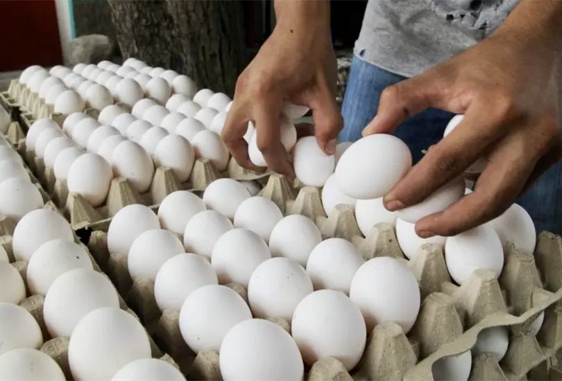 M&eacute;xico frena importaci&oacute;n de pollo y huevo por brote de gripe aviar H5N1
