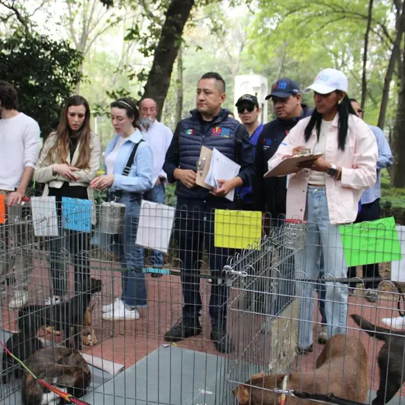Alcaldía Cuauhtémoc inspecciona adopciones de mascotas en Parque México