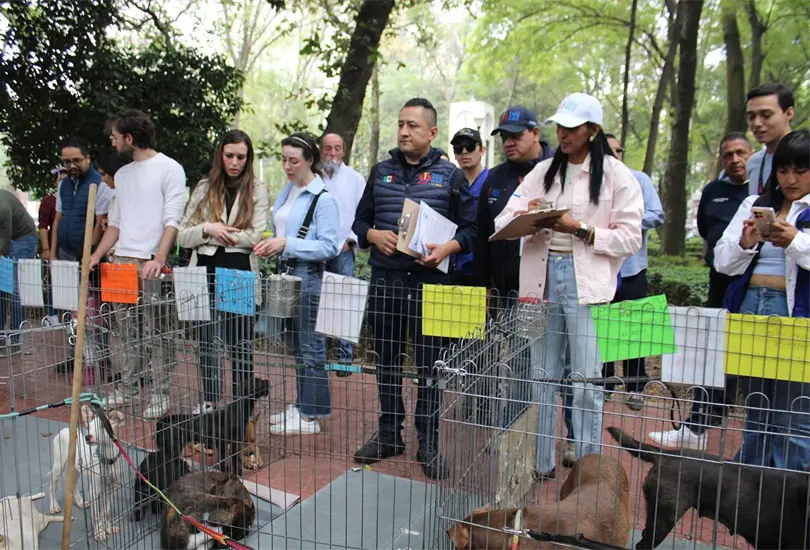 Se hallaron irregularidades en el operativo.