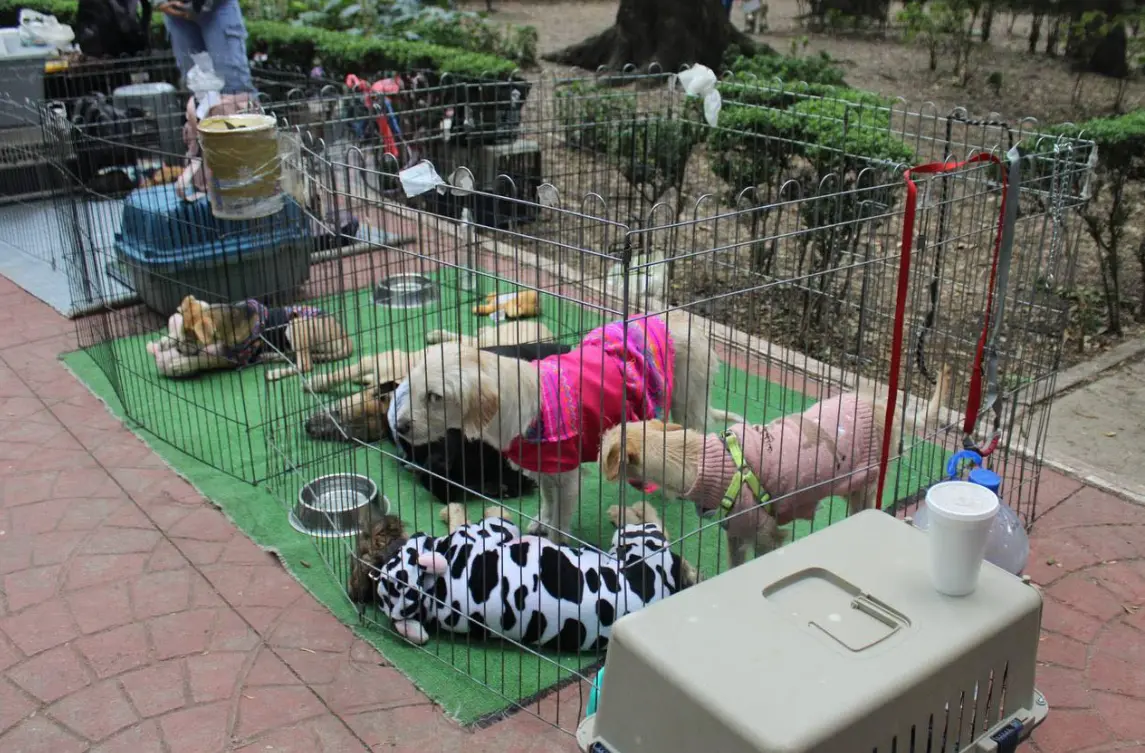 Cinco rescatistas no contaban con esquemas de vacunación comprobables. Alcaldía Cuauhtémoc.