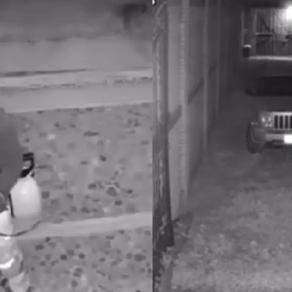 Captan a extranjero rociando ácido a perritos en Oaxaca | VIDEO 
