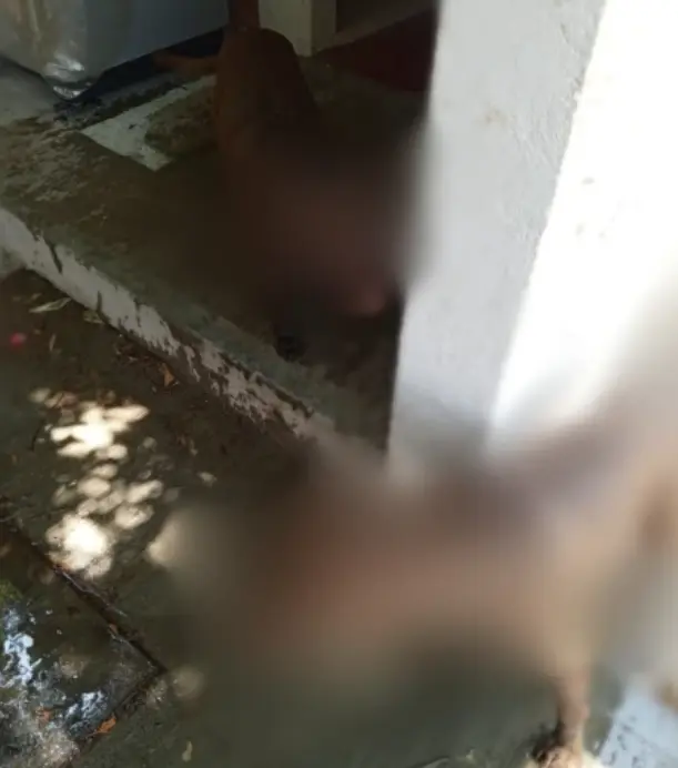 Debido a la agresión uno de los perritos podría quedar ciego. Especial