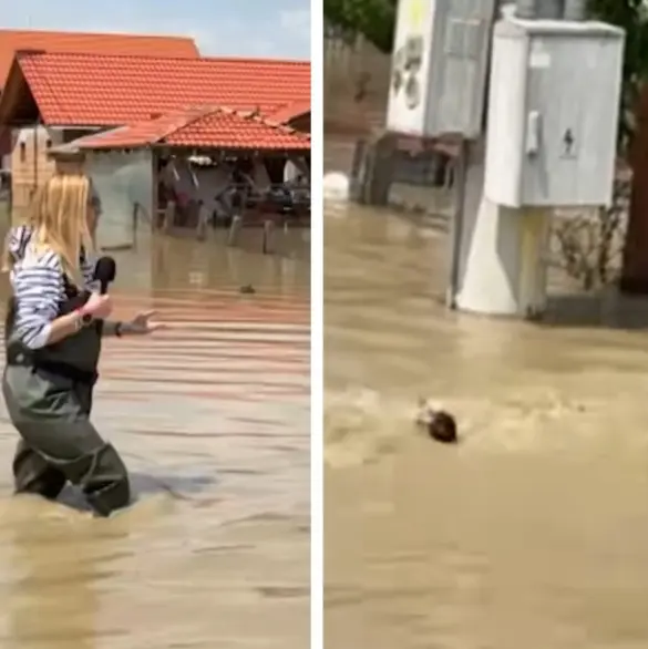 Reportera cae en coladera durante enlace en vivo de inundaciones y desaparece en las aguas negras