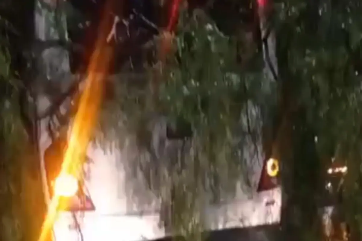  Árbol de 30 metros cae sobre camión en Iztapalapa 
