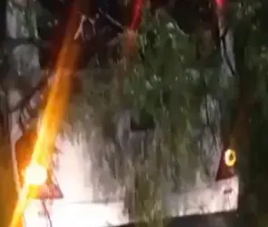 Árbol de 30 metros cae sobre camión en Iztapalapa por intensas lluvias