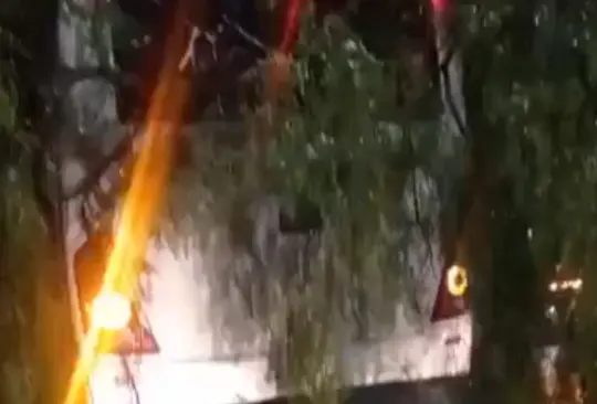 Árbol de 30 metros cae sobre camión en Iztapalapa