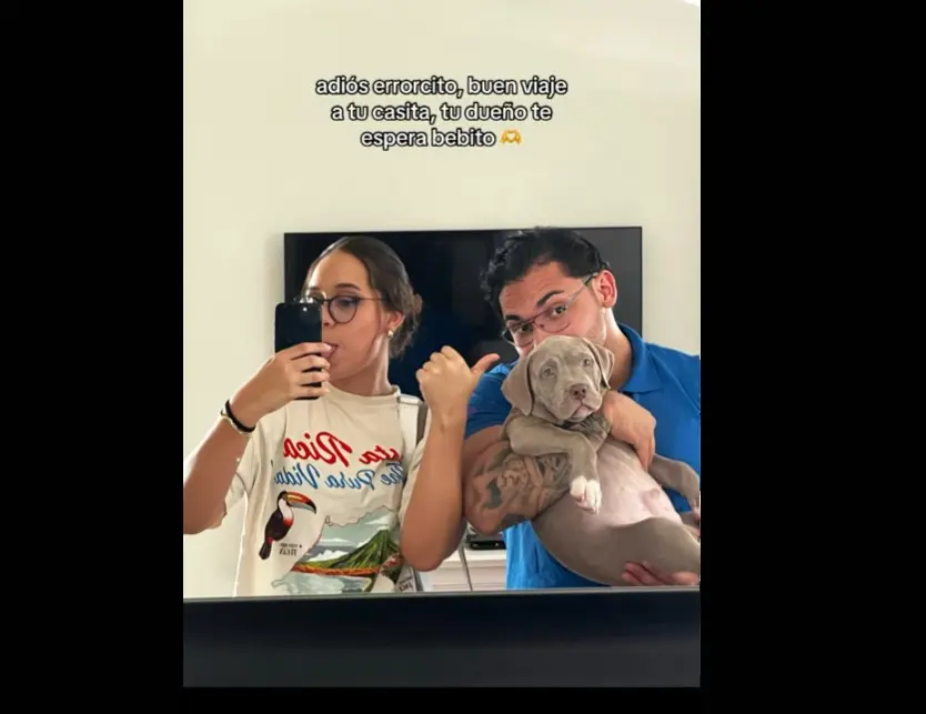 Perros regresan con sus dueños TikTok