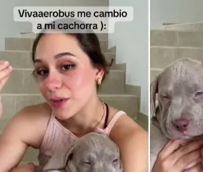 Se lavaron las manos: Viva Aerobús intercambia a perros de pasajeros y los manda a otro destino