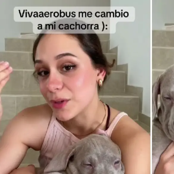 Se lavaron las manos: Viva Aerobús intercambia a perros de pasajeros y los manda a otro destino