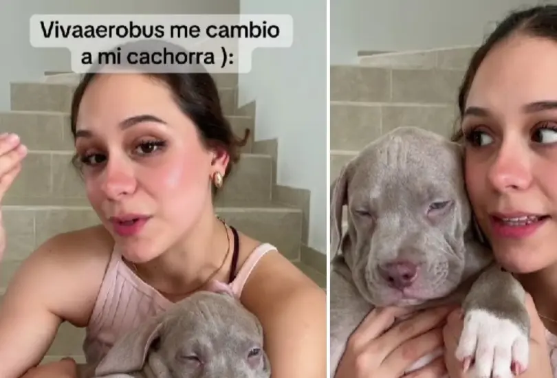 Viva Aerobús intercambia a perros Viva Aerobús intercambia a perros