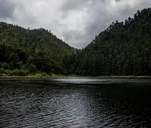CDMX y Edomex entregan 455 mil plantas al Bosque de Agua