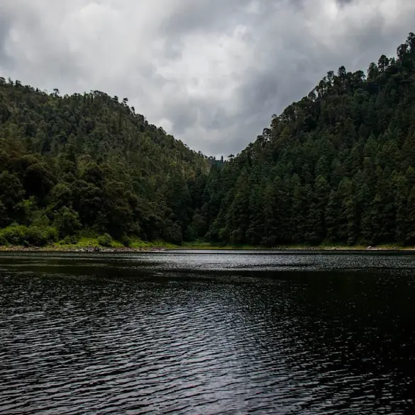 CDMX y Edomex entregan 455 mil plantas al Bosque de Agua