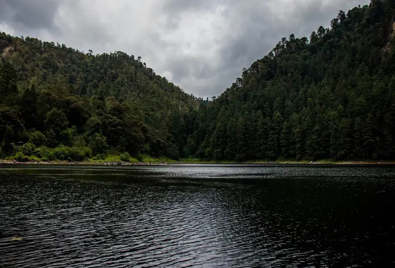 CDMX y Edomex entregan 455 mil plantas al Bosque de Agua CDMX y Edomex entregan 455 mil plantas al Bosque de Agua