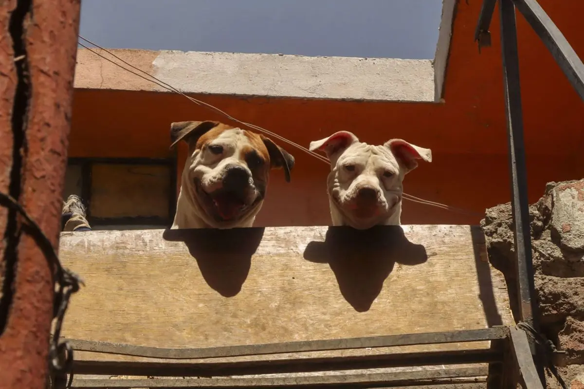 Exigen justicia para el perrito sacrificado. Imagen ilustrativa. Cuartoscuro.