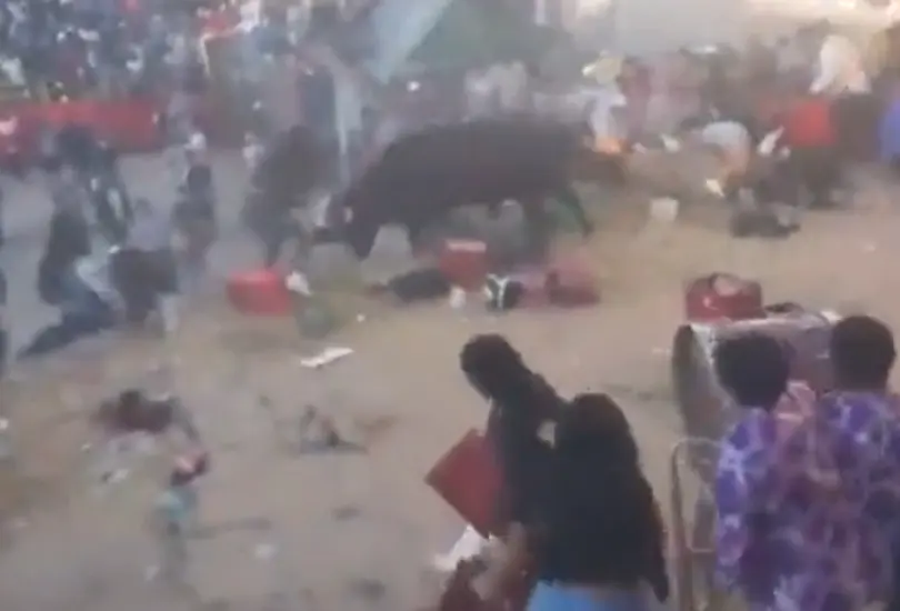 Corrida termina en tragedia en Perú: toro embiste a 12 personas