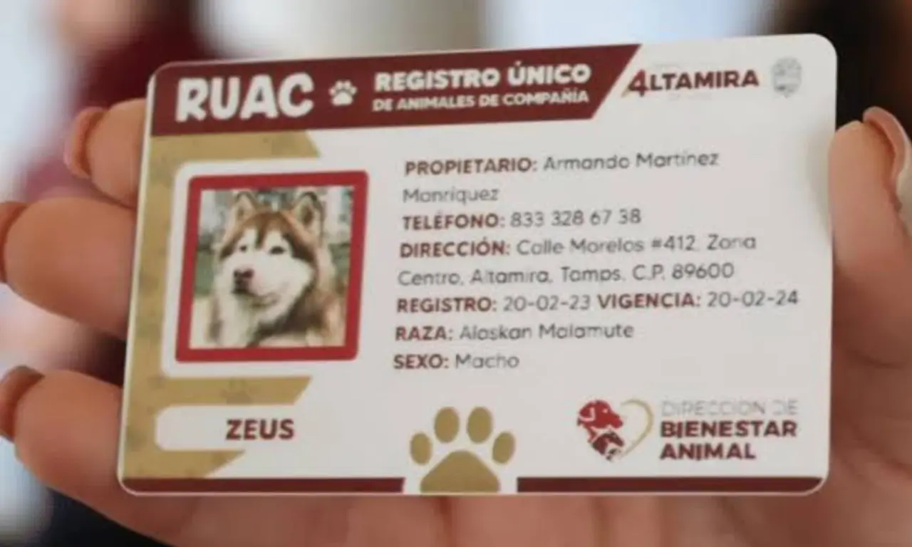  CURP para mascotas en CDMX: cómo tramitarlo, requisitos y todos sus beneficios 