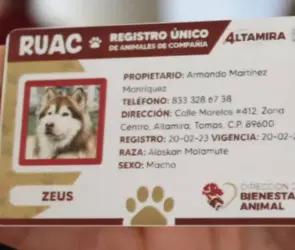 CURP para mascotas en CDMX: cómo tramitarlo, requisitos y todos sus beneficios