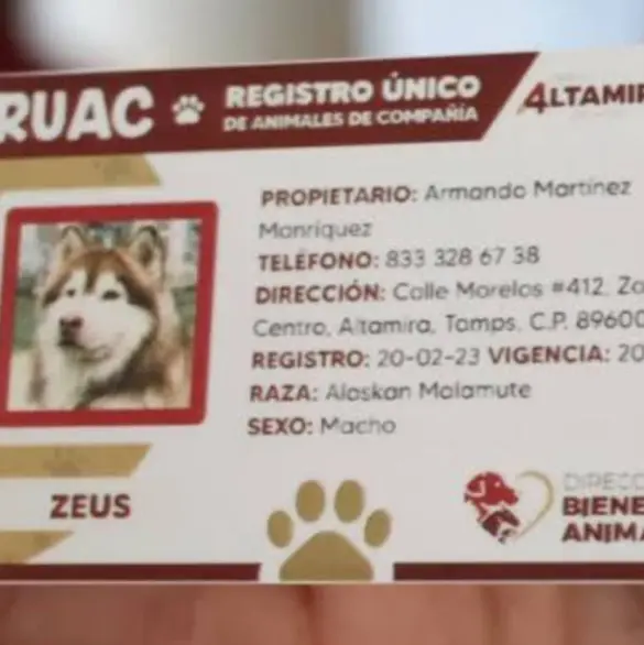 CURP para mascotas en CDMX: cómo tramitarlo, requisitos y todos sus beneficios