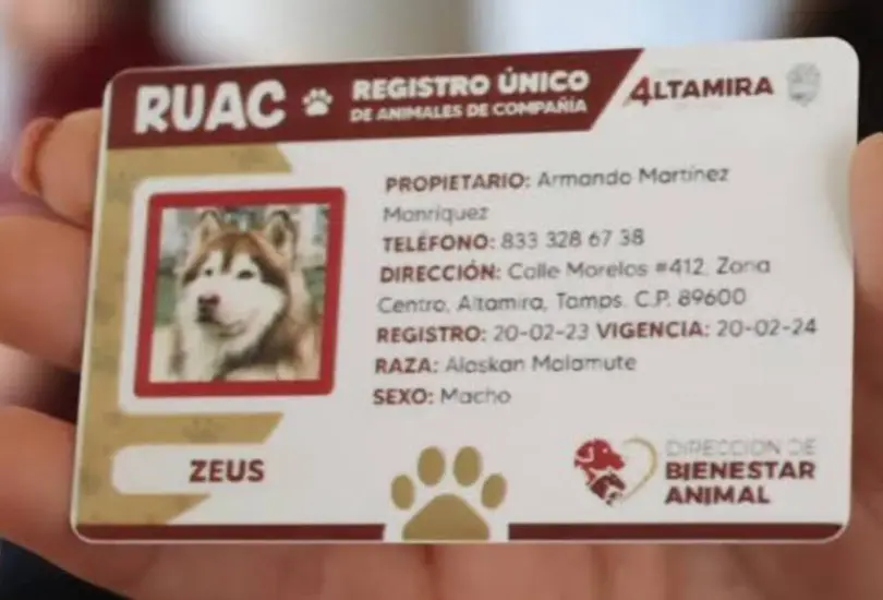 CURP para mascotas en CDMX: cómo tramitarlo, requisitos y todos sus beneficios CURP para mascotas en CDMX: cómo tramitarlo, requisitos y todos sus beneficios