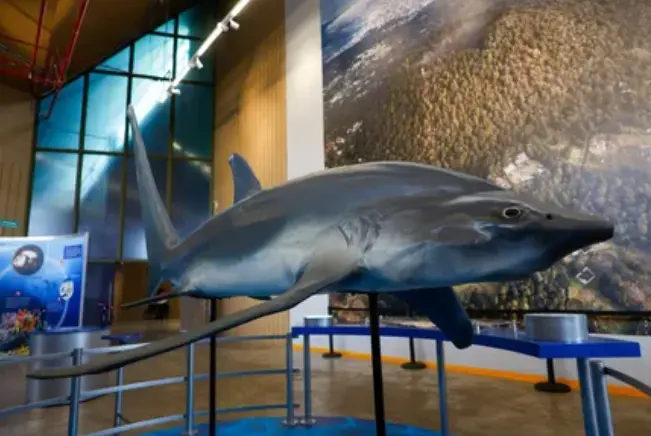 La exposición ha generado mucho interés desde su inauguración. Museo Yancuic.