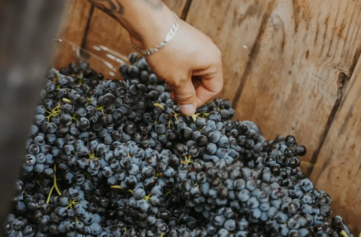  Guanajuato brinda con orgullo su vino y su tradición. 