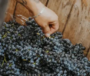 Guanajuato se alista para celebrar las Vendimias 2025: vino, cultura e identidad