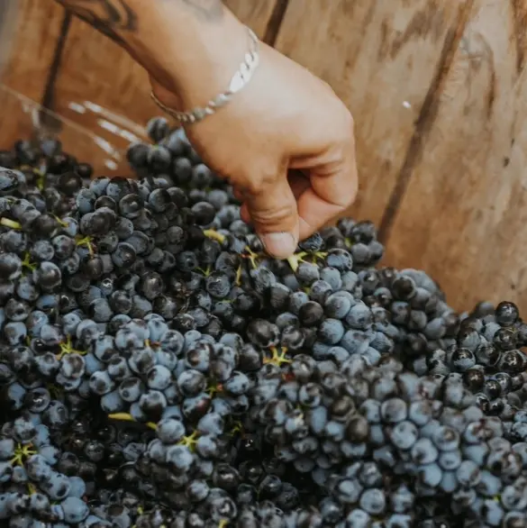 Guanajuato se alista para celebrar las Vendimias 2025: vino, cultura e identidad