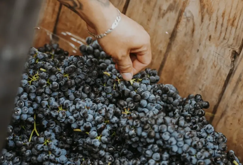 Guanajuato brinda con orgullo su vino y su tradición. Guanajuato brinda con orgullo su vino y su tradición.
