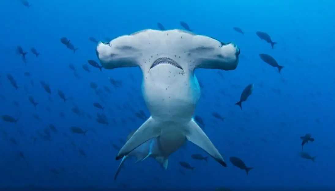 Tiburón martillo. Especial