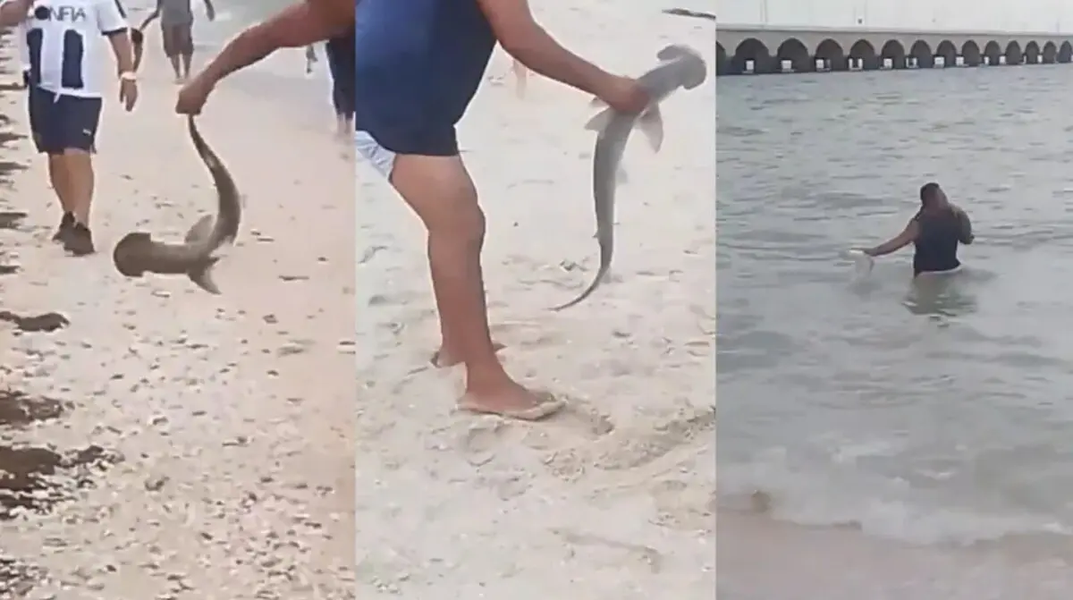  Critican a hombre en Progreso por sacar del mar a una cría de tiburón martillo.









 
