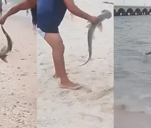 Captan a hombre sacando del mar a una cría de tiburón martillo en playa de Yucatán 