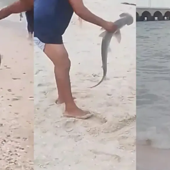Captan a hombre sacando del mar a una cría de tiburón martillo en playa de Yucatán 