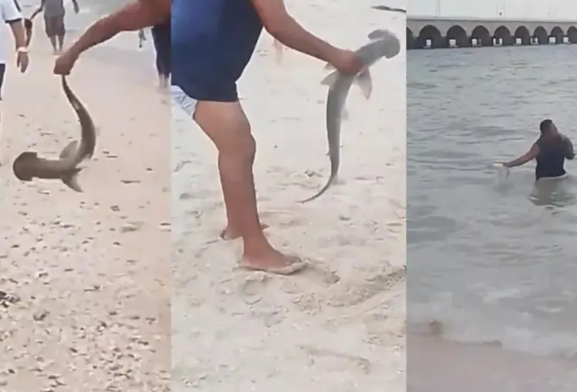 Critican a hombre en Progreso por sacar del mar a una cría de tiburón martillo. Critican a hombre en Progreso por sacar del mar a una cría de tiburón martillo.