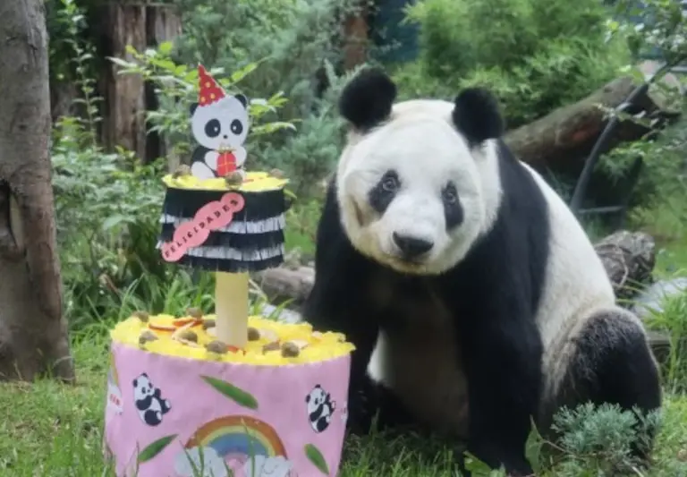 Entre las actividades destacadas, habrá talleres educativos sobre la vida de Xin Xin y la importancia de conservar a su especie. X.