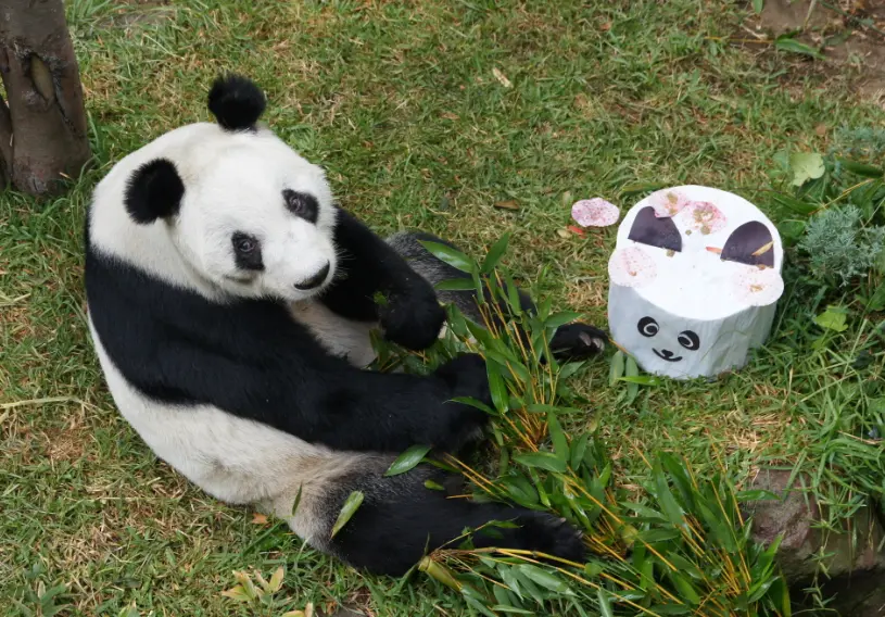 Así fue el cumpleaños 34 de Xin Xin. Sedema.