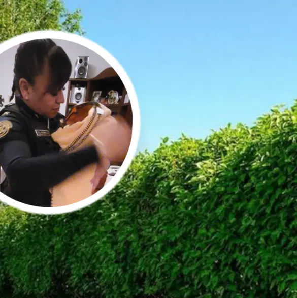 Joven encuentra a recién nacida abandonada mientras paseaba a su perro