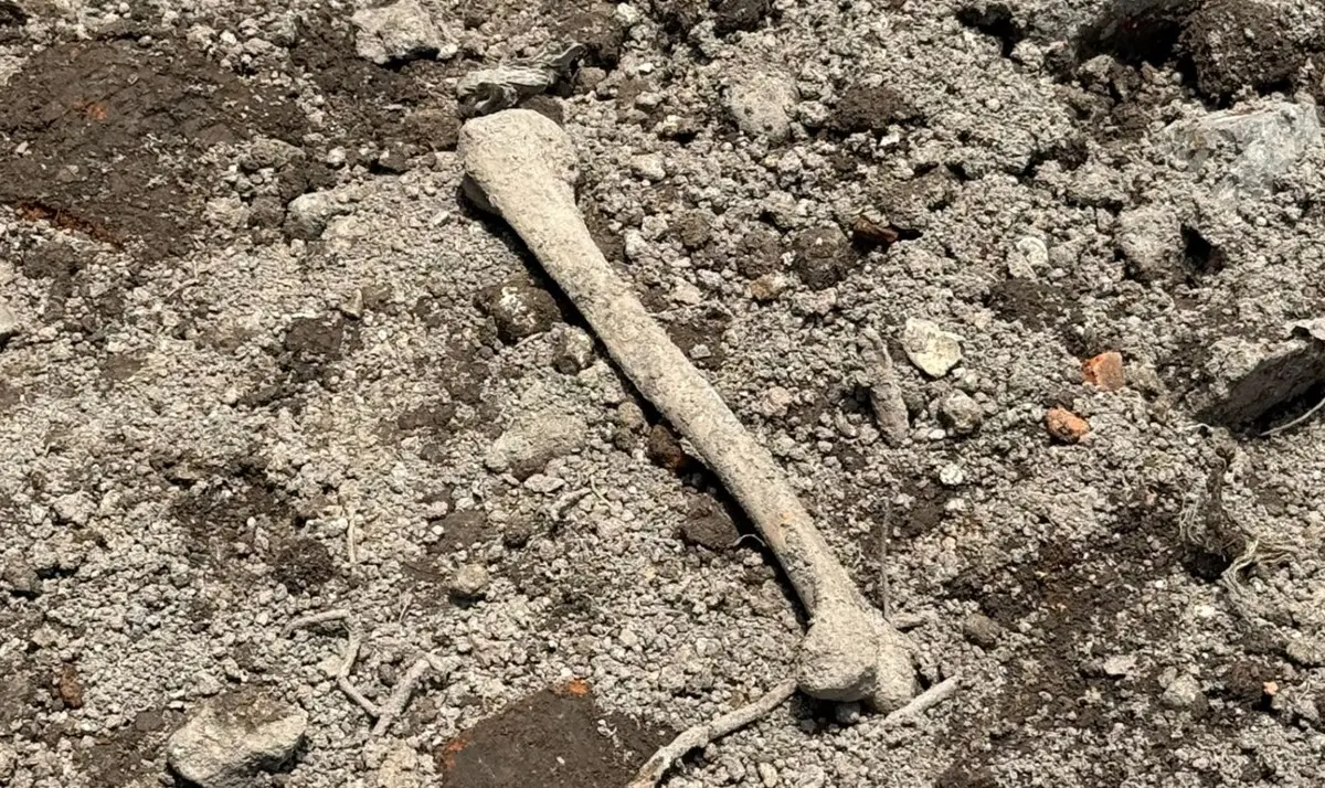 Los huesos encontrados en construcción de Reforma. X: @CeciPatriciaF.