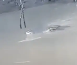 Lo atacó frente a sus amigos: cocodrilo devora a joven que se lavaba los pies