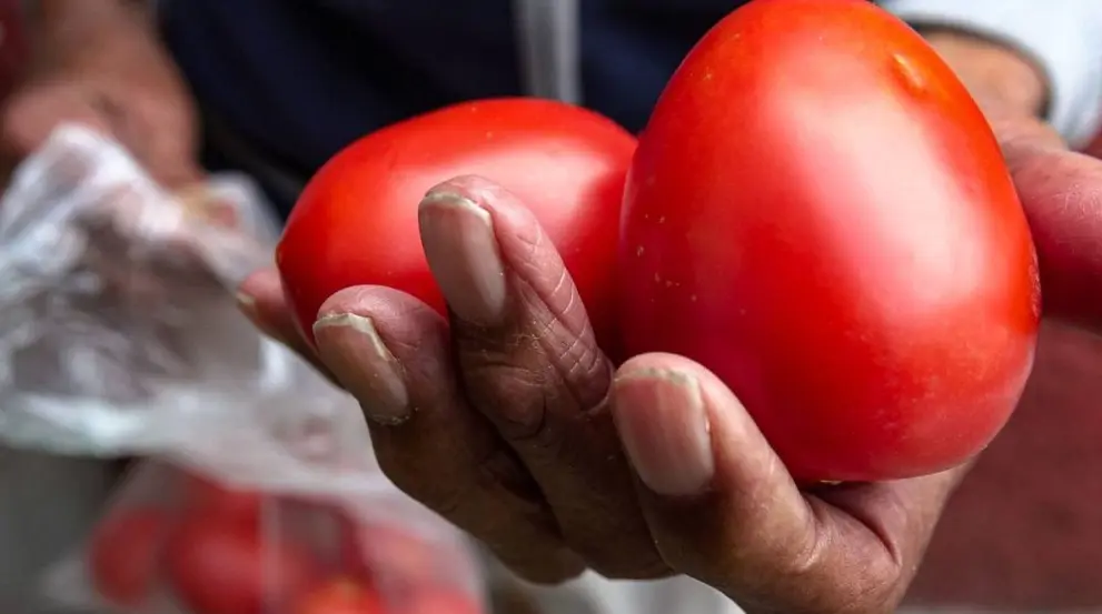 El 70% de las importaciones de jitomate de Estados Unidos proceden de México. Especial