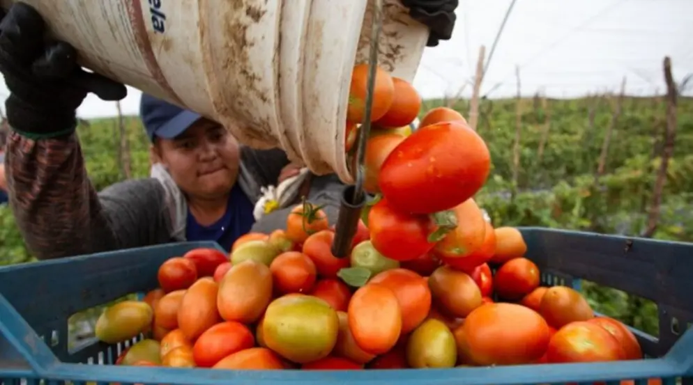 El arancel de 17.09% puede impactar en el precio del jitomate y sus productos derivados. Especial