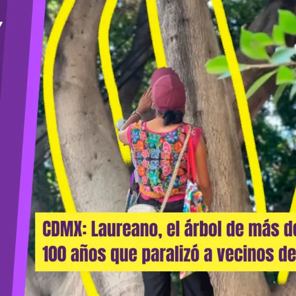 Árbol Laureano en peligro por obra en CDMX; vecinos exigen protección legal