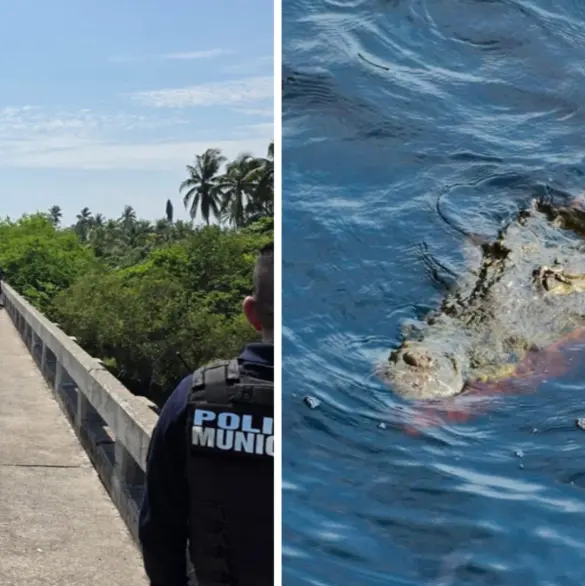 Tragedia en Michoacán: Adolescente cae de puente y es devorado por cocodrilos durante sus vacaciones
